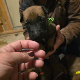 Green - Fawn male Belgian Malinois puppy in Dillon, Montana from Apex K9 Center LLC