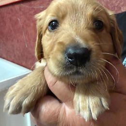 Girl 1 - Golden female Golden Retriever puppy in Princeton, Minnesota from Bewitched Goldens
