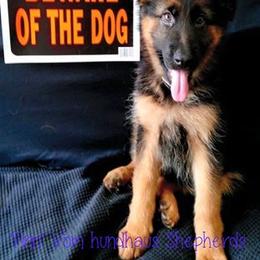 Berger Blanc Suisse and German Shepherd Puppies from Vom Hundhaus  Shepherds