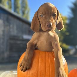 RUEBEN (Green) - Golden rust Vizsla puppy in Port Angeles, Washington from Baldy Ridge Farm