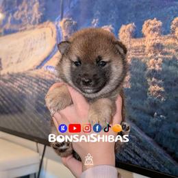 TOKU - Red male Shiba Inu puppy in Minnesota from BonsaiShibas