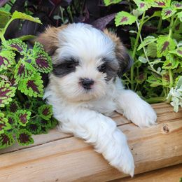 Havanese and Shih Tzu Puppies from Locust Creek Shih Tzu & Havanese