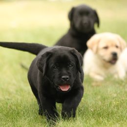 Labrador Retriever Puppies from Niall’s Labrador Retrievers