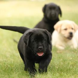 Labrador Retriever Puppies from Niall’s Labrador Retrievers