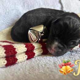 Joy - Black tri female Miniature Australian Shepherd puppy in Millington, Tennessee from Goading Glee Glade
