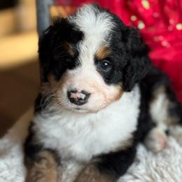 Honey - Tri-color female Bernedoodle puppy in Carlotta, California from Lost Coast Bernese Mountain Dogs
