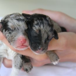 Aussiedoodle puppies from Tranquil Doodles