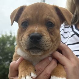 Staffordshire Bull Terrier Puppies from Tier 1 Staffordshire Bull Terriers