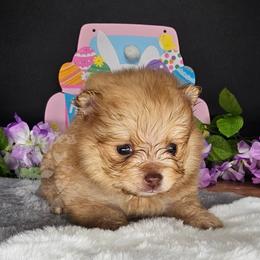 Pepper's Already Gone - Arlo - Orange sable male Pomeranian puppy in Plant City, Florida from Pepper's Pomeranians