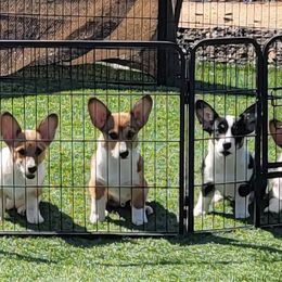 Pembroke Welsh Corgi puppies from Point Conception Corgis