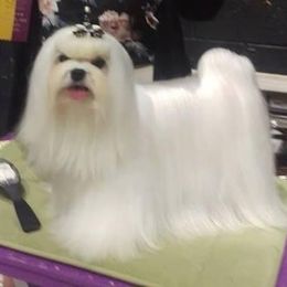 Jay - Maltese