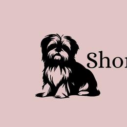 Shorkies and Yorkshire Terriers from Collette's Beautiful Yorkies