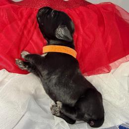 Victory - Black male German Shorthaired Pointer puppy in Edenton, North Carolina from Bockelman GSP’s
