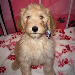 Girl 5 - Apricot female Goldendoodle puppy in Poinciana, Florida from All Tails Entertainment