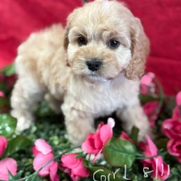 Eevee girl red collar - Buff female Cockapoo puppy in Haines City, Florida from Camic Cockapoos