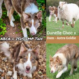 Taff - Border Collie