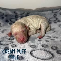 Cream Puff - Parti male Goldendoodle puppy in Beecher, Illinois from Erica’s Doodles