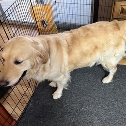 Bella - Golden Retriever