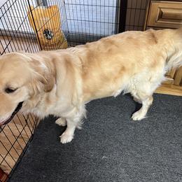 Bella - Golden Retriever
