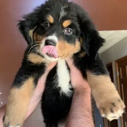 Bernese Mountain Dogs from Michetti’s Mountain Dogs