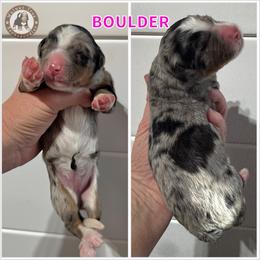 Boulder - Blue merle female Bernedoodle puppy in Banner Elk, North Carolina from Walnut Tree Bernedoodles