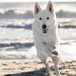 Berger Blanc Suisses from Supernova Swiss Shepherds