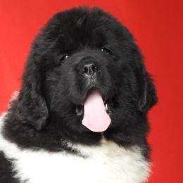 Bubba - White and black male Newfoundland puppy in Dalton, Ohio from Newfforu