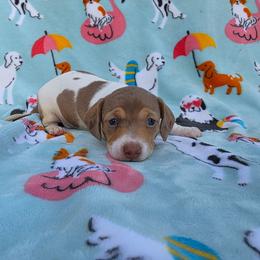 Pie - Dapple female Dachshund puppy in West Plains, Missouri from Spring Creek Dachshunds