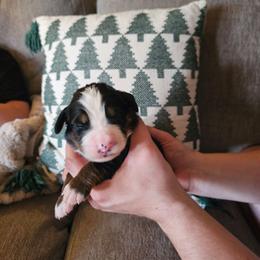Beau - Black rust and white male Bernese Mountain Dog puppy in Inman, South Carolina from Shadow Acres