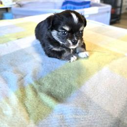 Chihuahua Puppies from Hart's Chihuahuas