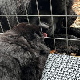 Boy 2 - Newfoundland puppy from Astreas Newfoundlands