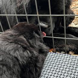 Boy 2 - Newfoundland puppy from Astreas Newfoundlands