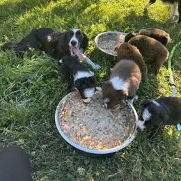 Border Collie Puppies from Athena’s Collies