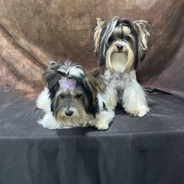 Biewer Terrier and Yorkshire Terrier Puppies from York Town California
