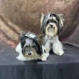 Biewer Terrier and Yorkshire Terrier Puppies from York Town California