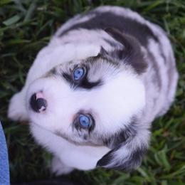 Girl 2 - Blue merle female Australian Shepherd puppy in Nebraska from Our Barn Aussies