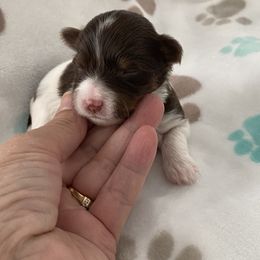 Boy 3 - Yorkshire Terrier puppy in Williamstown, New Jersey from Pat’s Garden State Yorkies