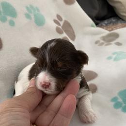 Boy 3 - Yorkshire Terrier puppy in Williamstown, New Jersey from Pat’s Garden State Yorkies