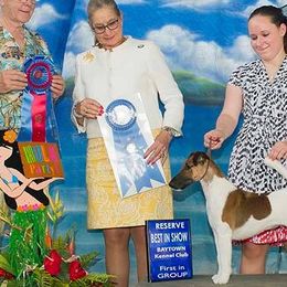 Smooth Fox Terriers from Jetstream Show Dogs