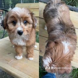 Merle girl - Brown merle female Aussiedoodle puppy in Hillsboro, Illinois from Shoal Creek Puppies