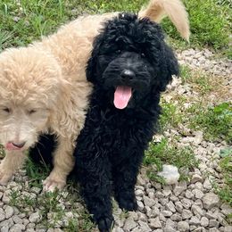 Aster - Black male Goldendoodle puppy in Kansas City, Missouri from Beary GoldenDoodles