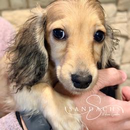 Bindi - Cream female Dachshund puppy in Magnolia, Texas from Sandach’s Miniature Dachshunds