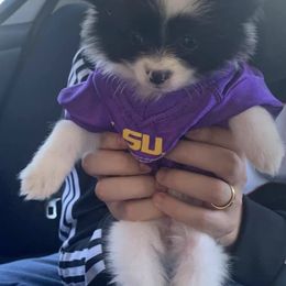 Pomeranians from Krazzy Pommys