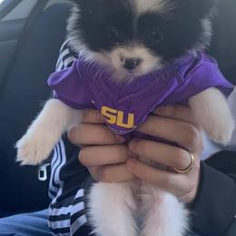 Pomeranians from Krazzy Pommys