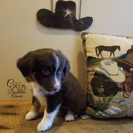 Miniature Australian Shepherd and Toy Australian Shepherd Puppies from CKD DOUBLETREE AUSSIES