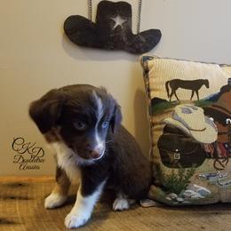 Miniature Australian Shepherd and Toy Australian Shepherd Puppies from CKD DOUBLETREE AUSSIES