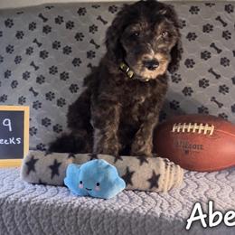 Abe - Black male Sheepadoodle puppy in Glen Rose, Texas from Clevenger’s Sheepadoodle Fur Baby Farm