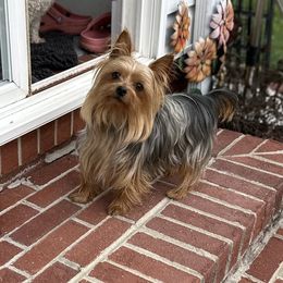 Maggie - Yorkshire Terrier