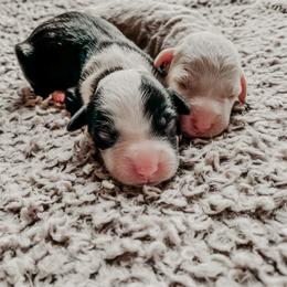 Sheepadoodle Puppies from DOODCompany