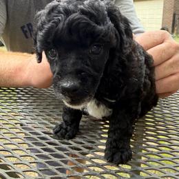 Kentucky - Parti male Poodle puppy in Florence County, South Carolina from Modern Family Standards